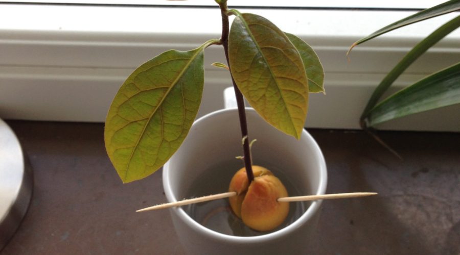 Avocado from seed